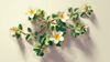 Bacopa Monnieri: Evidence‑Backed Benefits for Memory, Focus, Stress