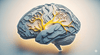 Dopamine 101: What It Is, How It Works, and Smart Ways to Support Healthy Signaling